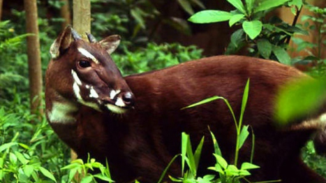 the saola one of the world's rarest mammals