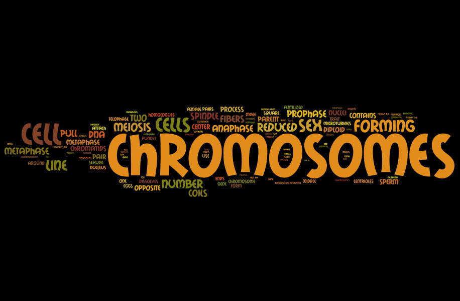 chromosomes 